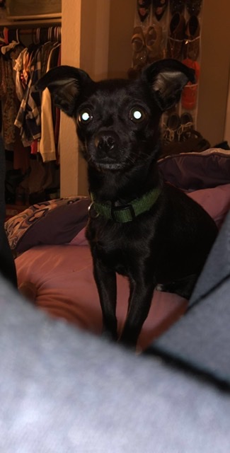 Image of Bubbles, Lost Dog