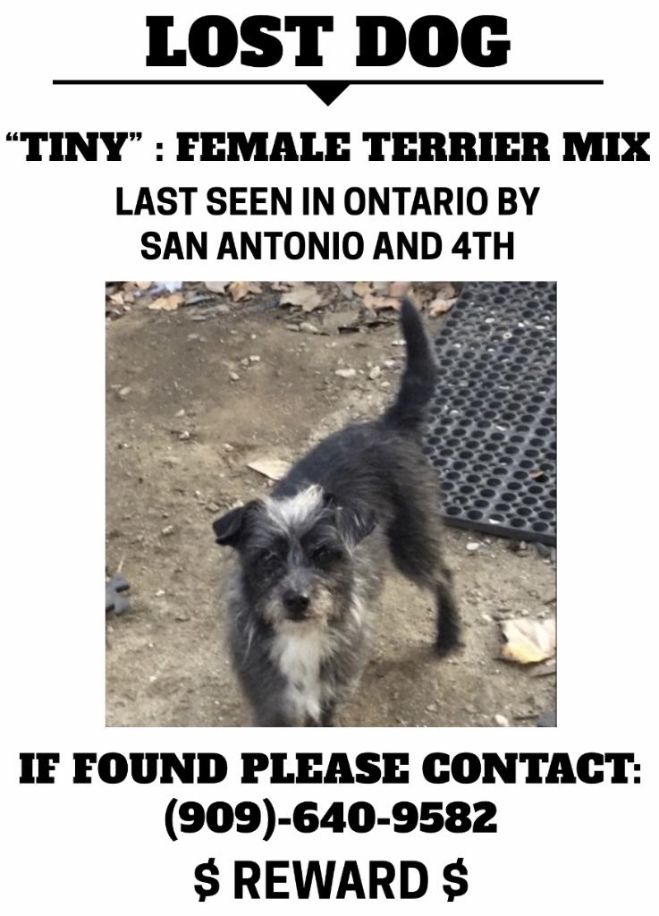 Image of Tiny, Lost Dog