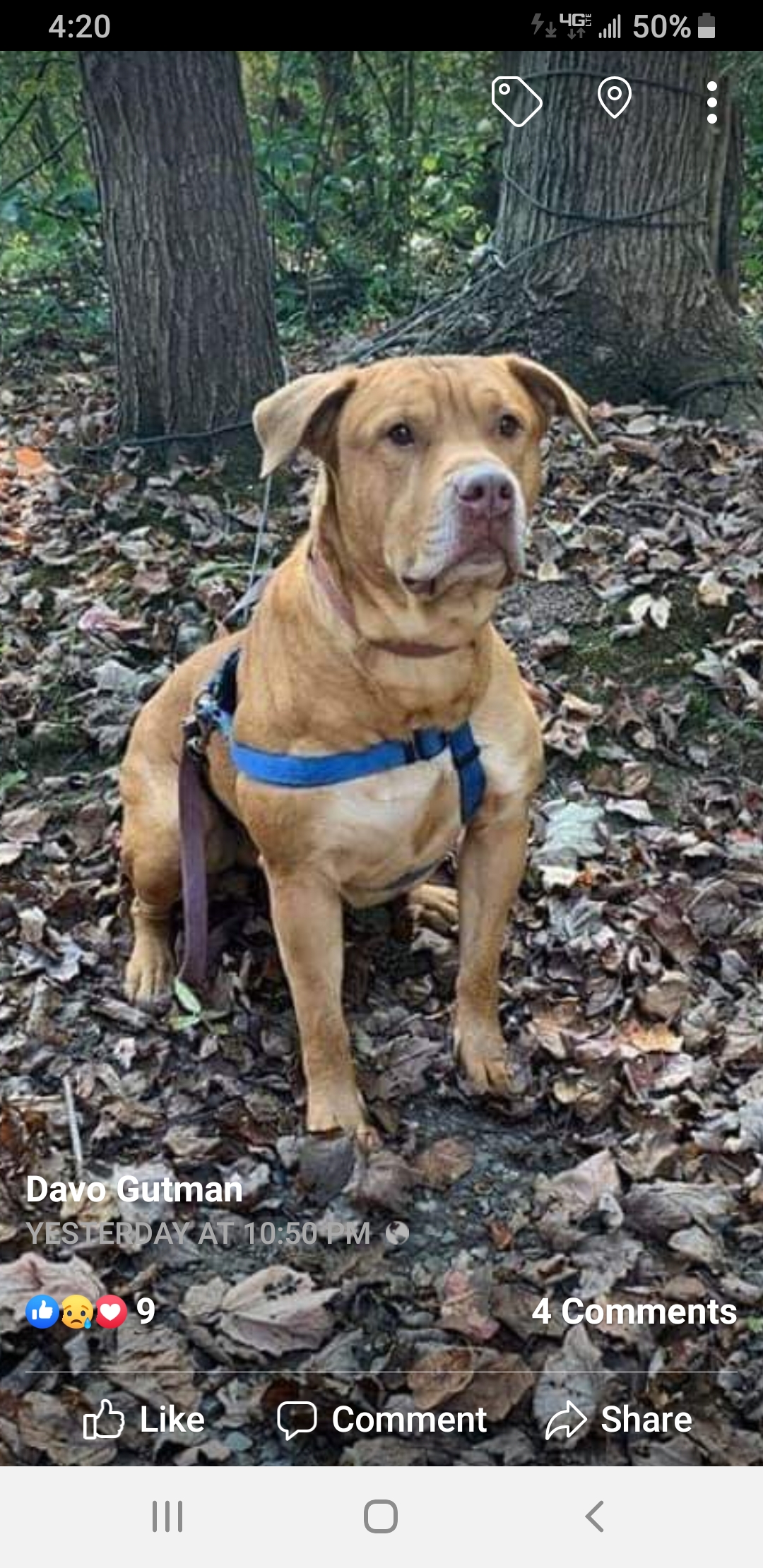 Lost Dog Pit Bull in BUDD LAKE, NJ Lost My Doggie