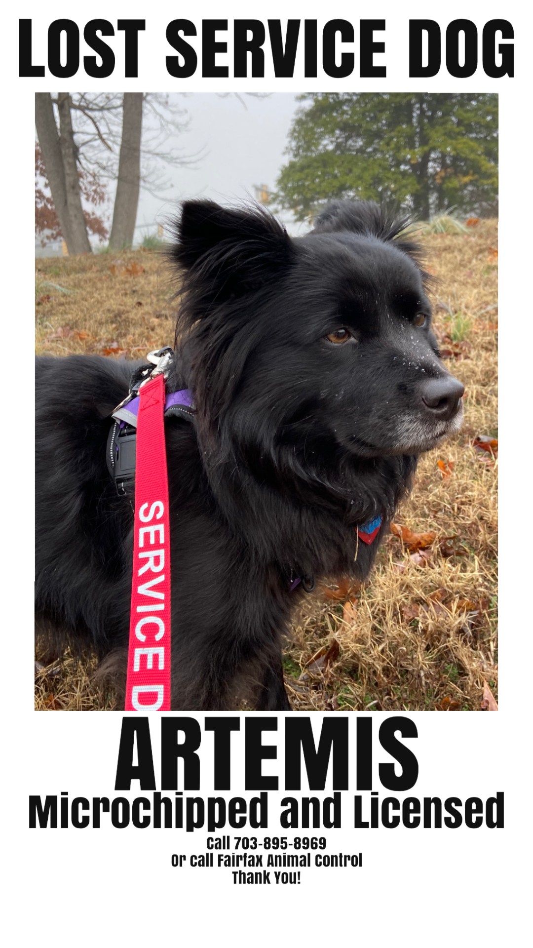 Image of Artemis, Lost Dog