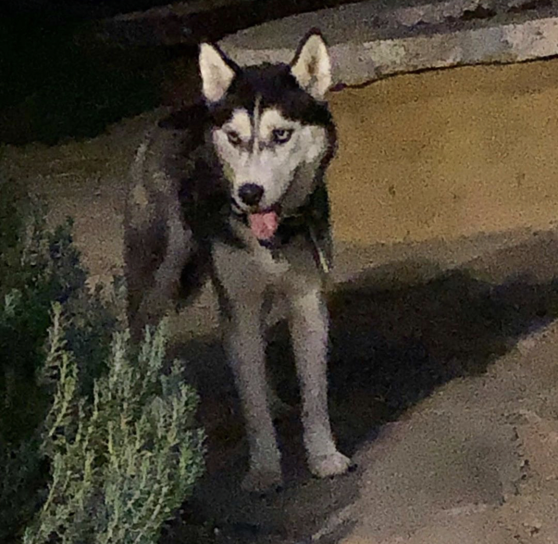 Image of Wylie, Lost Dog