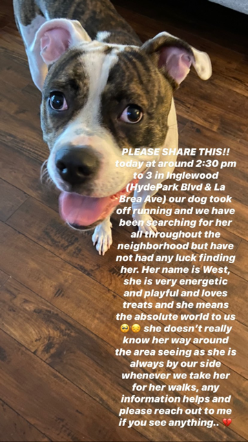 Image of West, Lost Dog