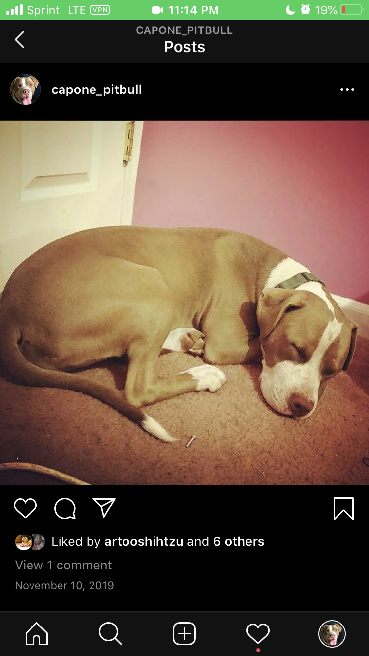Image of Capone, Lost Dog