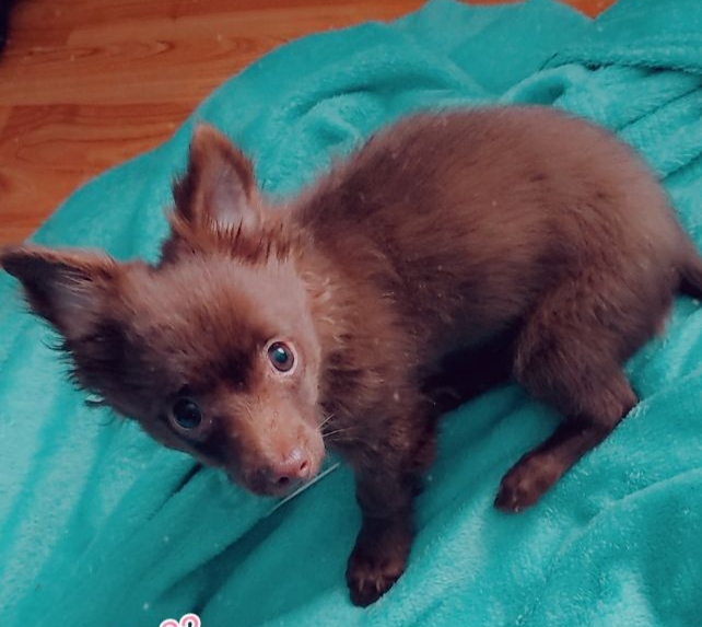 Image of CoCoa, Lost Dog