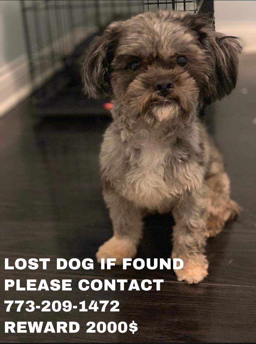 Image of UNO, Lost Dog