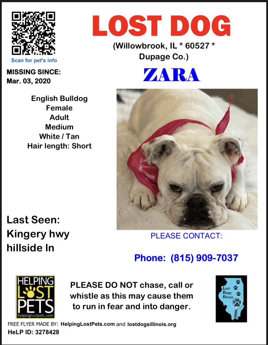 Image of Zara, Lost Dog