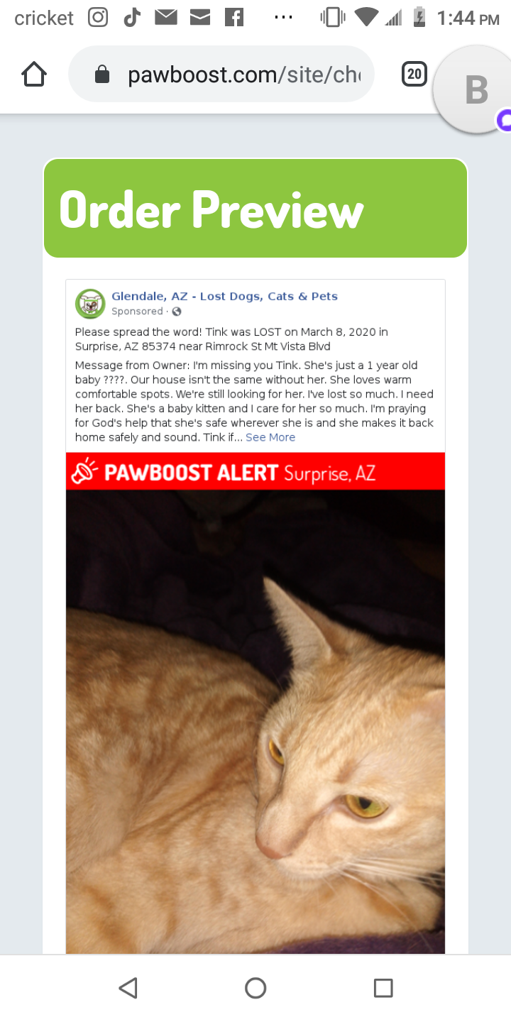 Image of Tink, Lost Cat