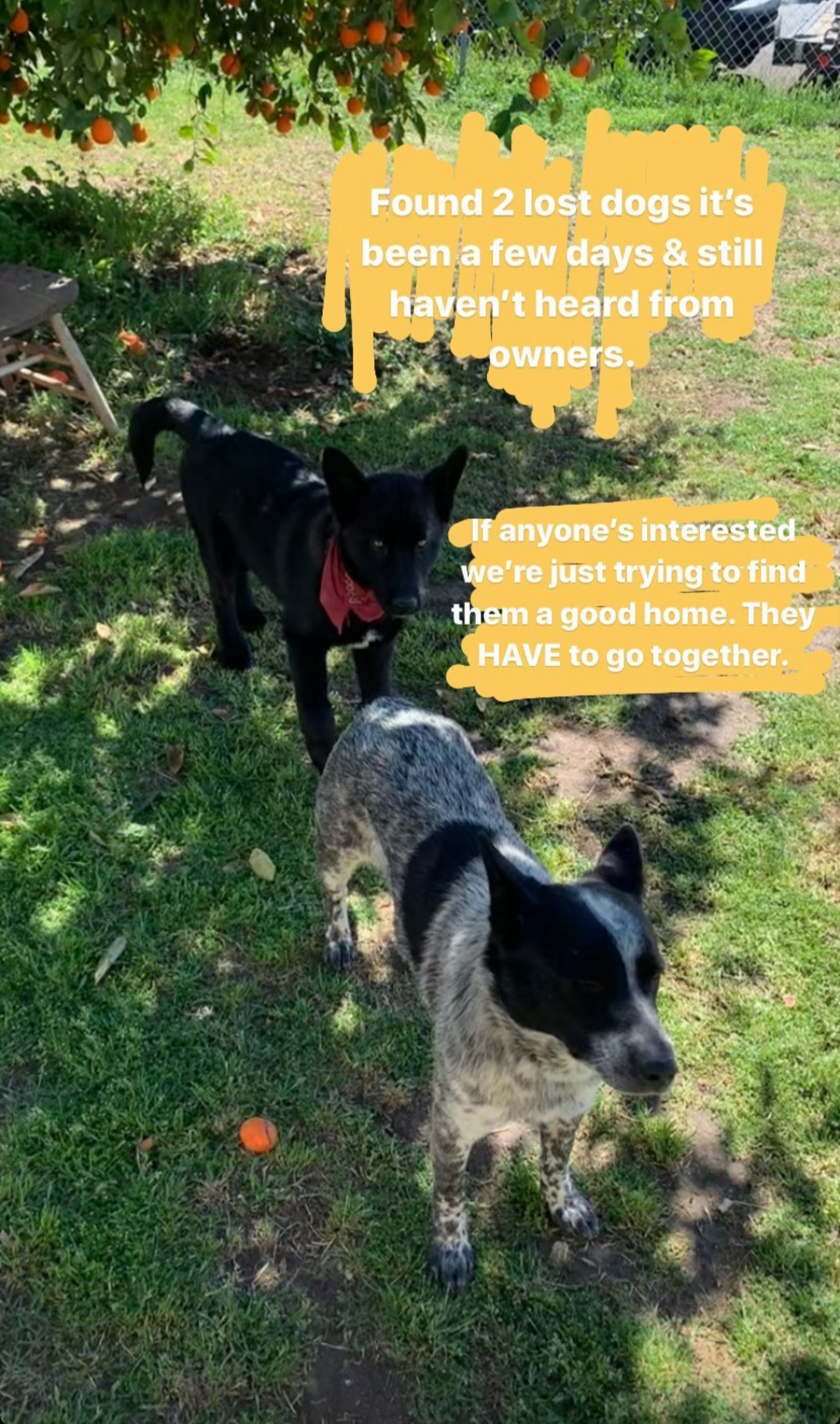Image of 2 dogs found, Found Dog