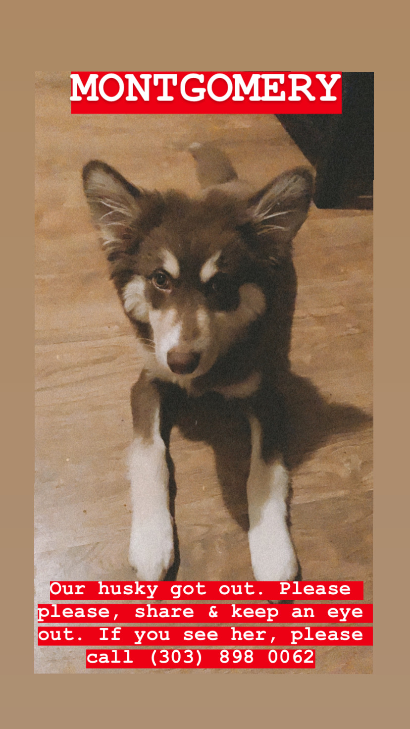 Image of Koda, Lost Dog