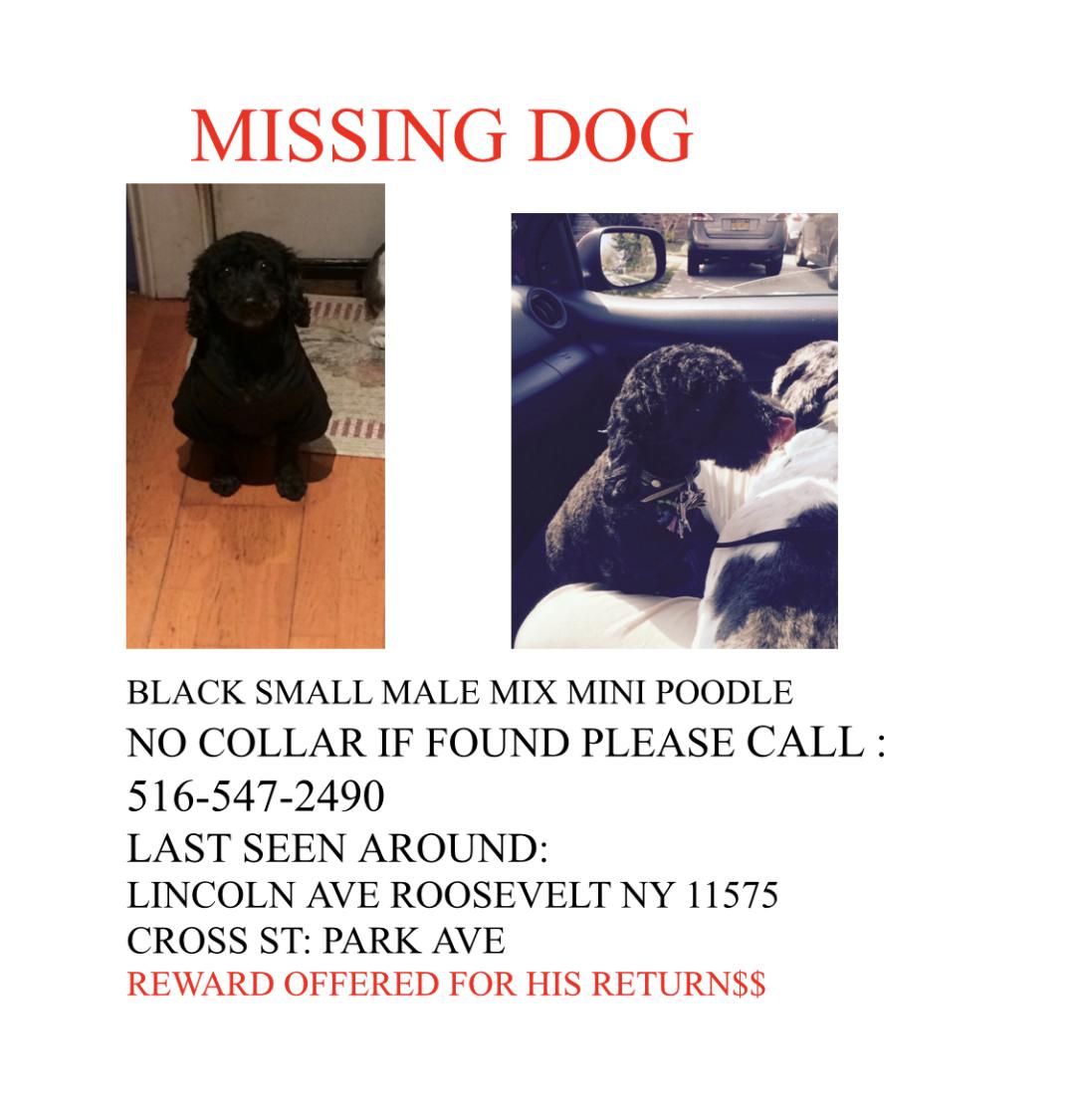 Image of Shaggy, Lost Dog