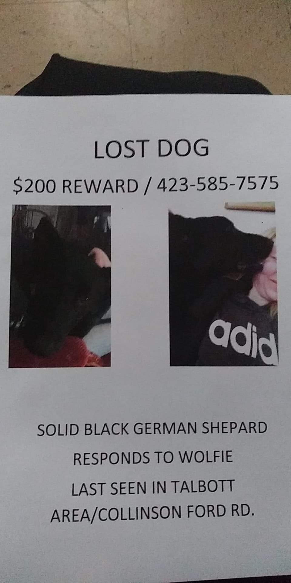 Image of Wolfie, Lost Dog