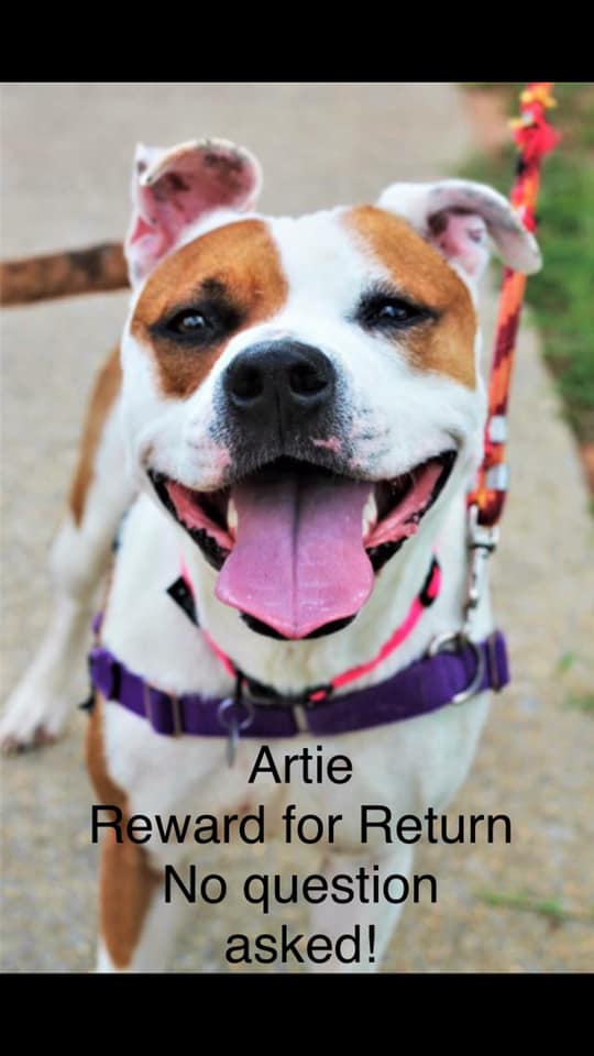 Image of Artie, Lost Dog