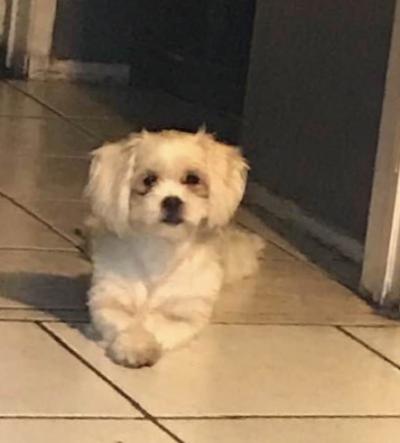 Image of Fifi, Lost Dog