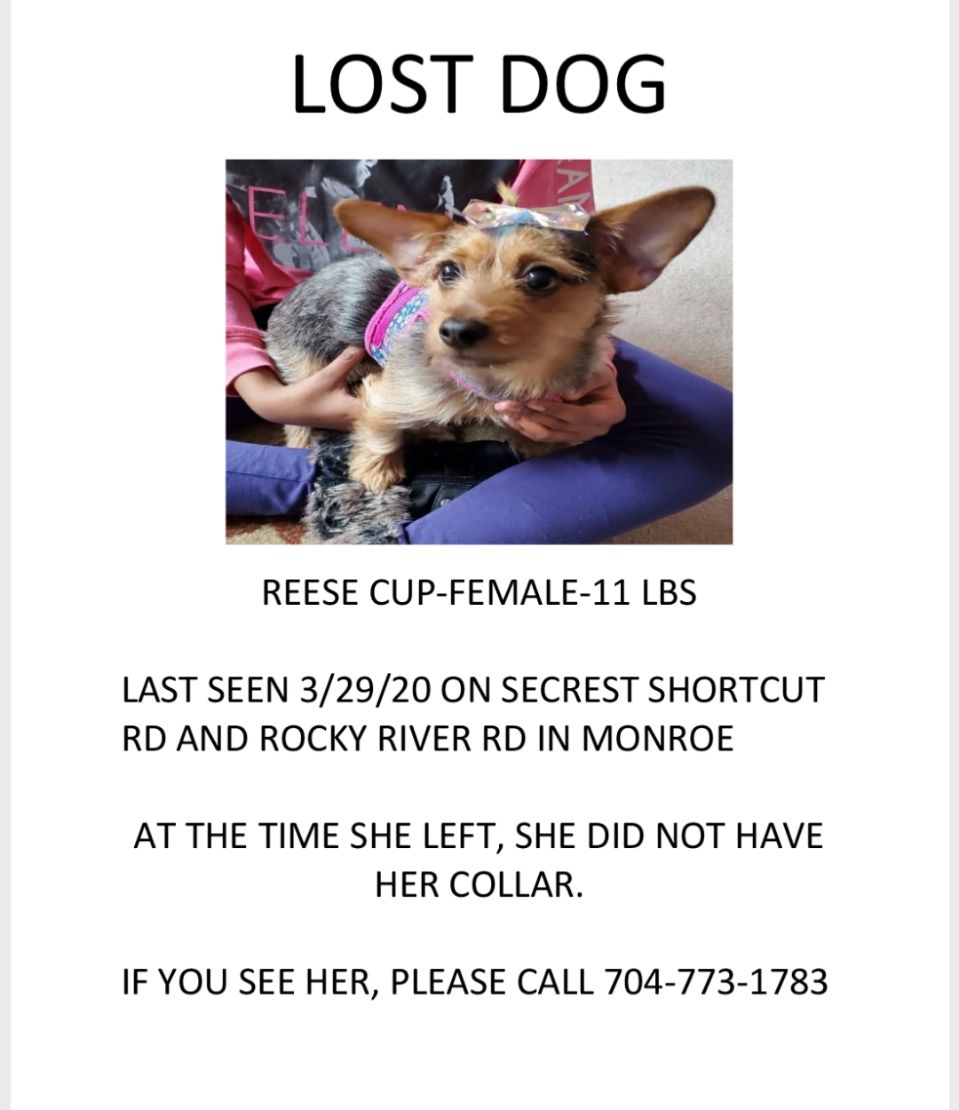 Image of Reese Cup, Lost Dog