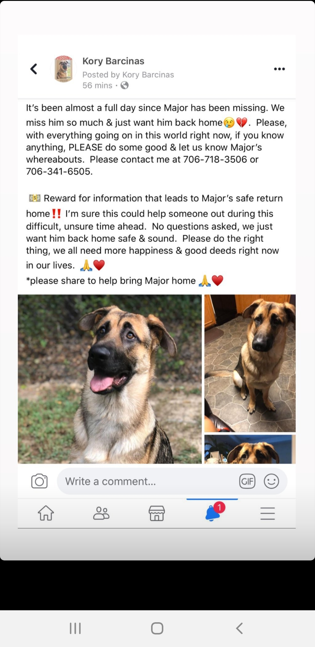 Image of Major, Lost Dog