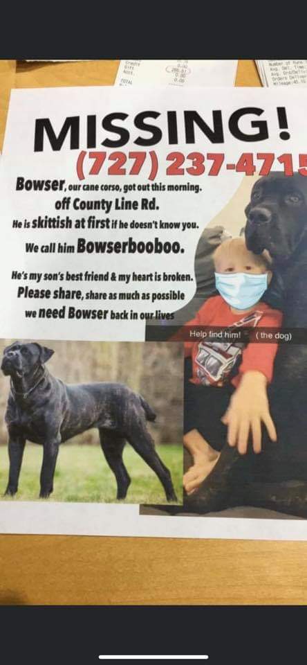 Image of Bowser, Lost Dog