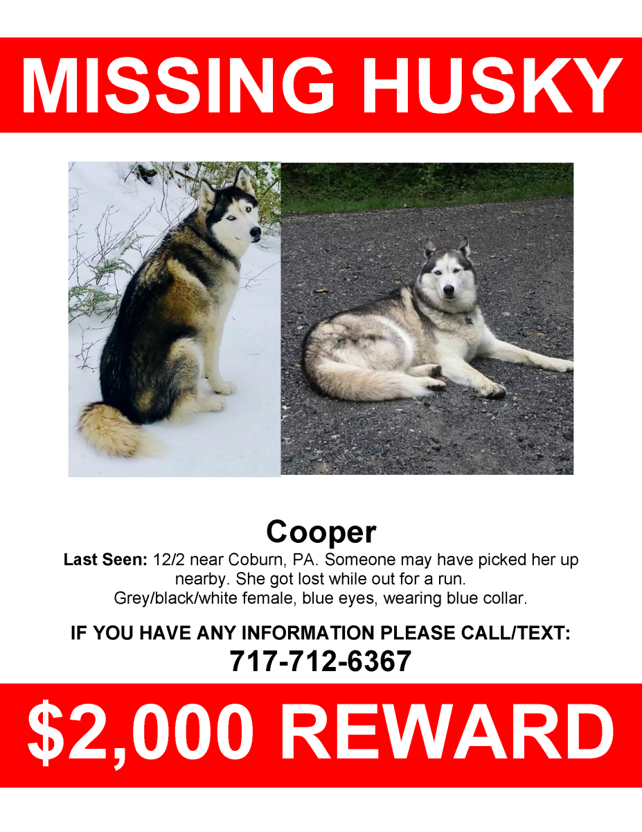 Lost Dog Siberian Husky in SUNBURY, PA Lost My Doggie