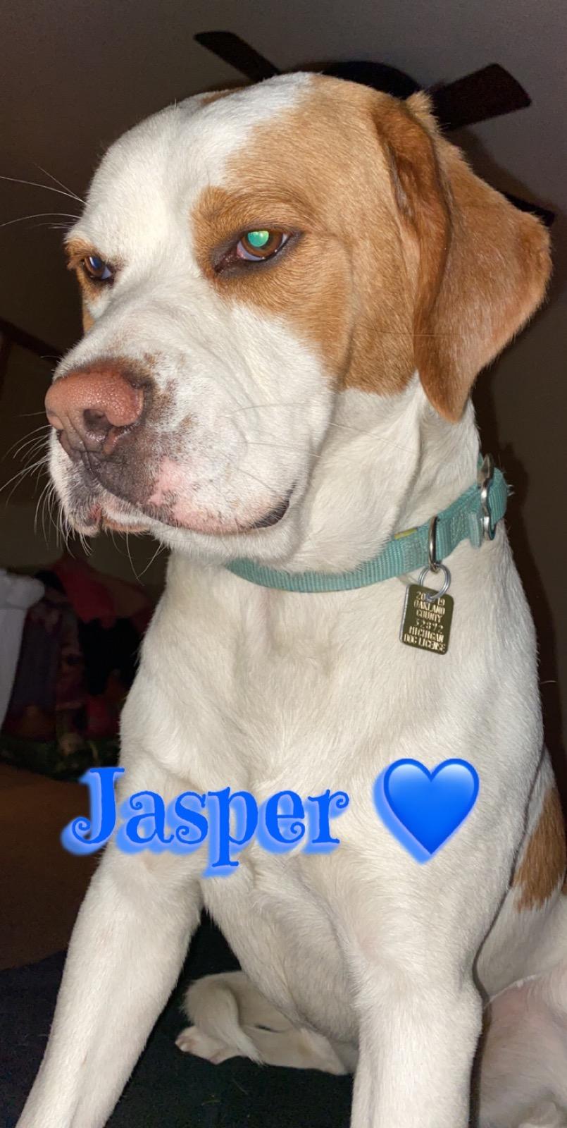 Image of Jasper/casper, Lost Dog
