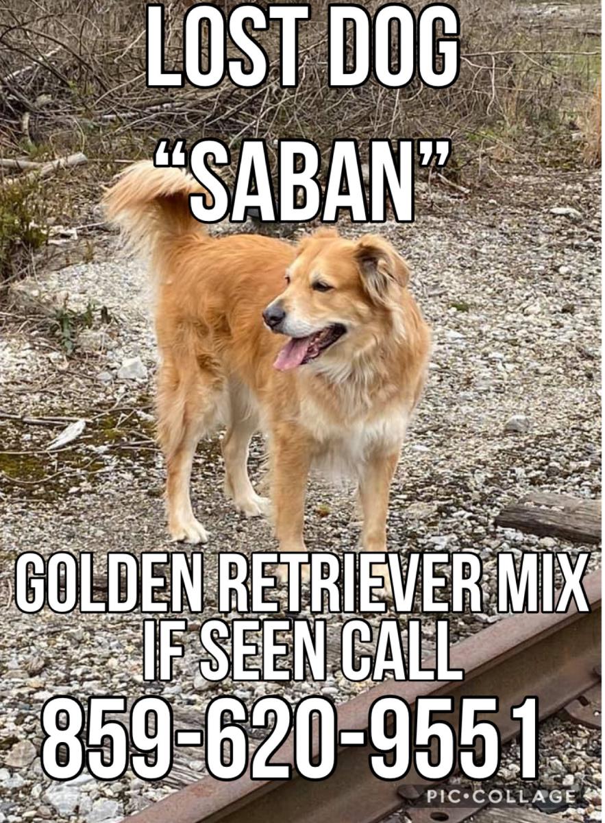 Image of Saban, Lost Dog