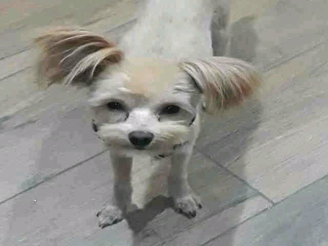 Image of Chino, Lost Dog