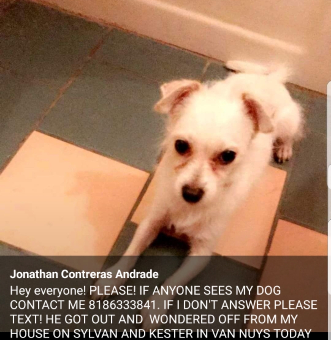 Image of Pinky, Lost Dog