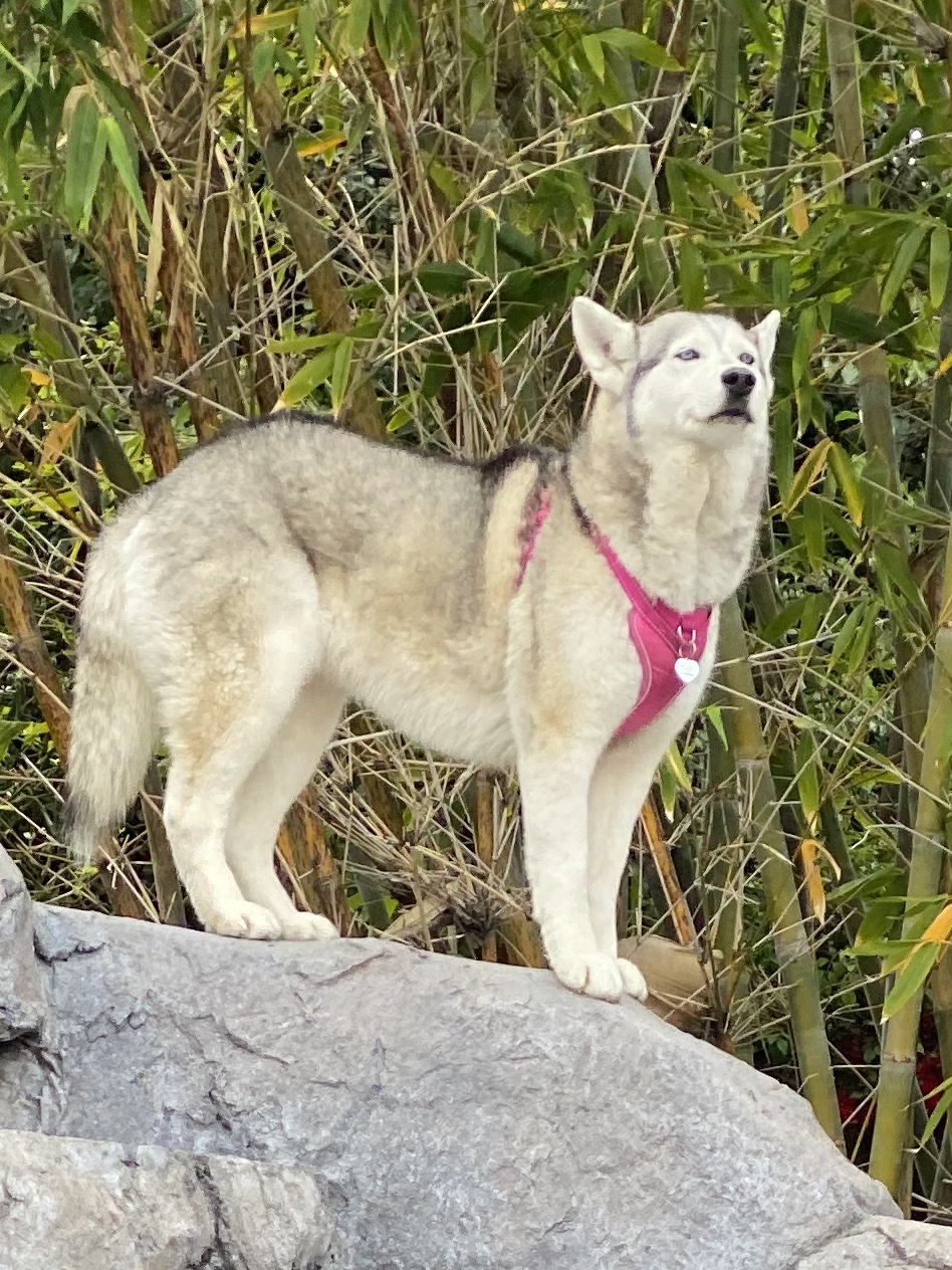 Image of Moxie, Lost Dog