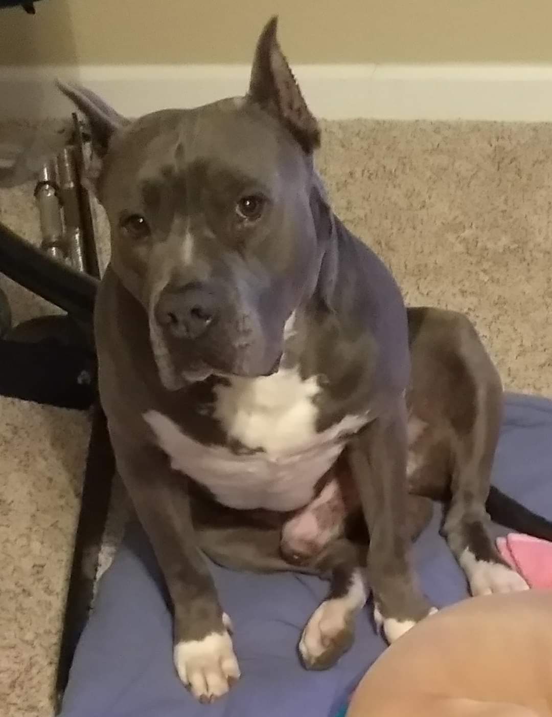 Lost Dog Pit Bull in KENNEDALE, TX Lost My Doggie