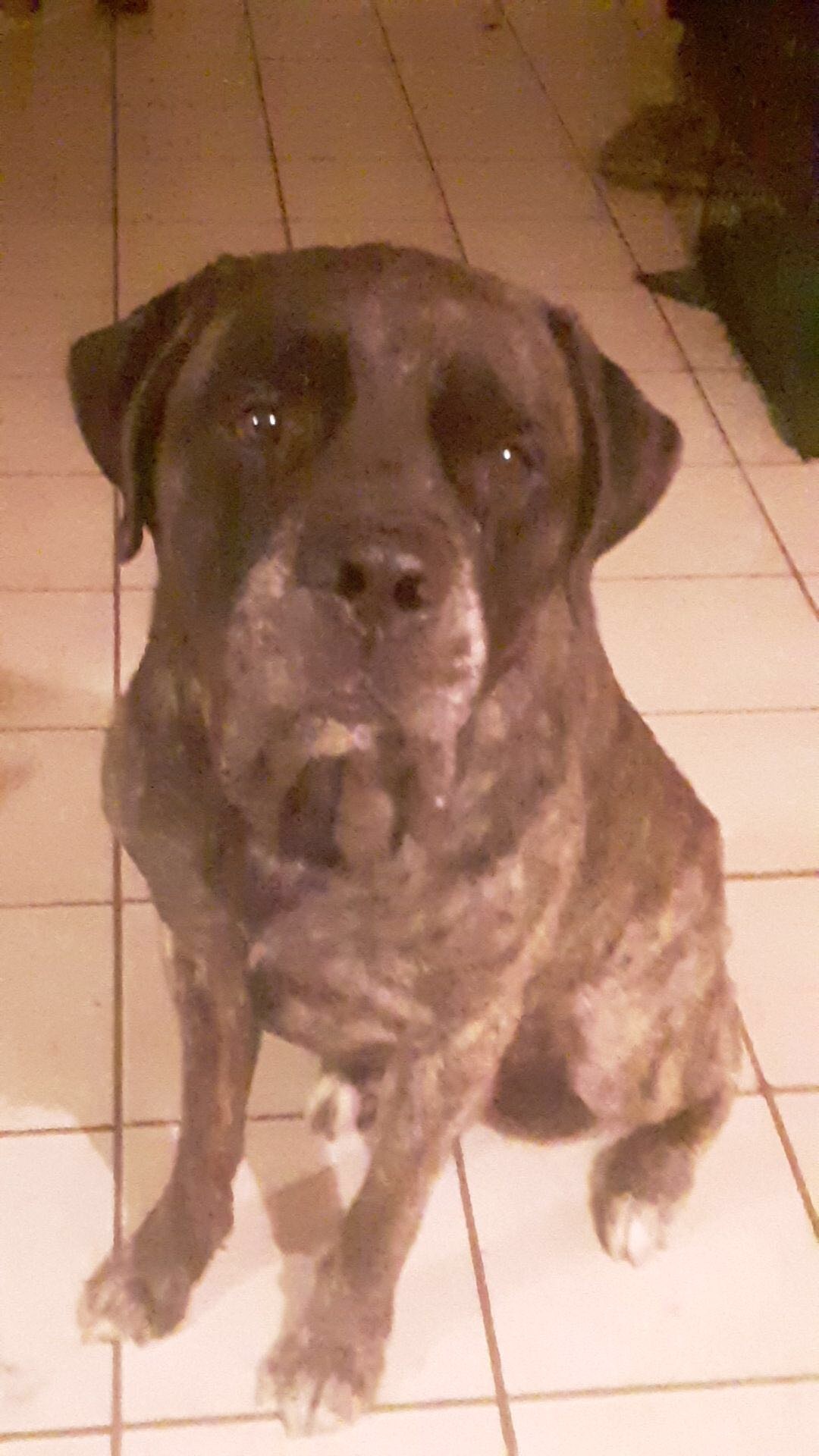 Image of Apollo, Lost Dog