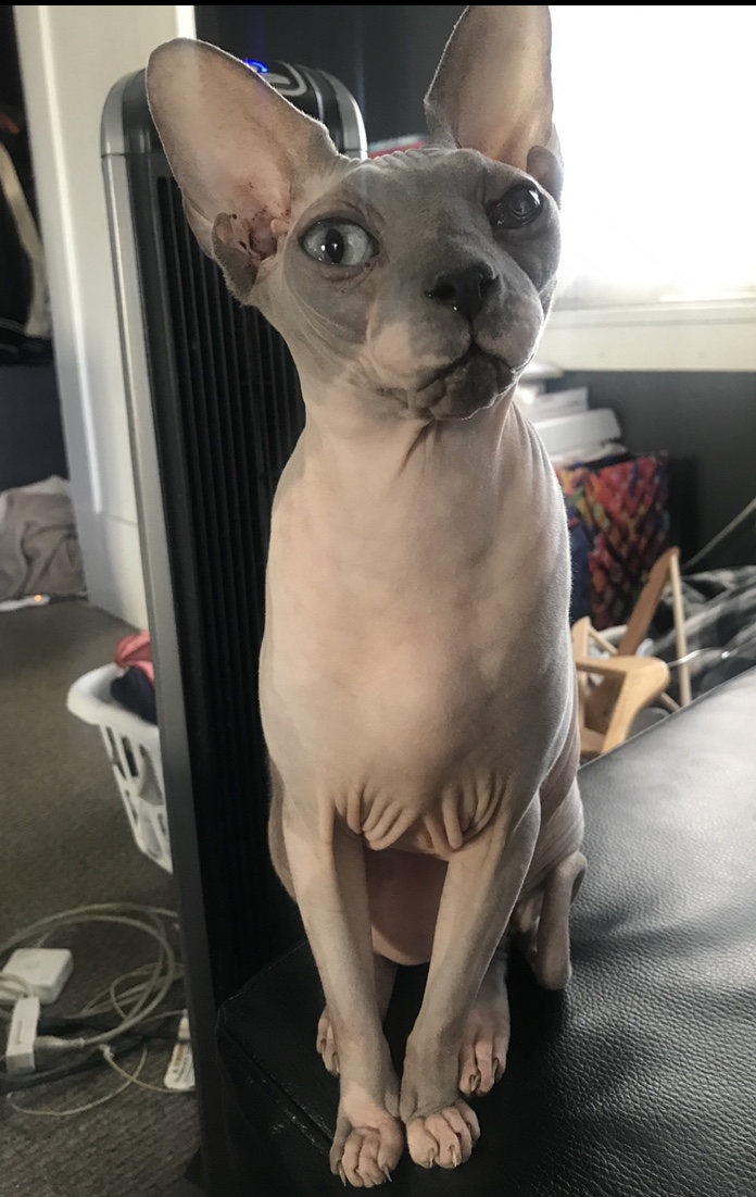 lost sphynx cat