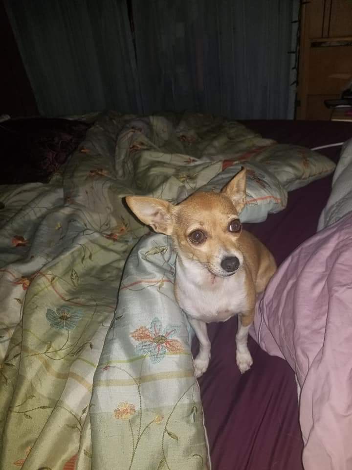 Image of Cookie anne, Lost Dog
