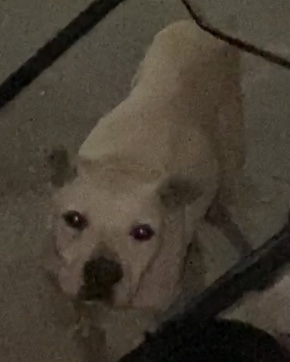 Image of Aiden, Lost Dog