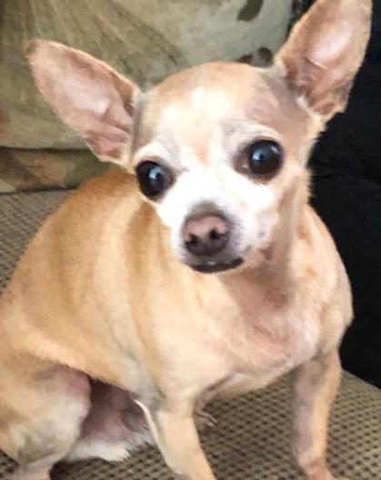 Image of Popeye, Lost Dog