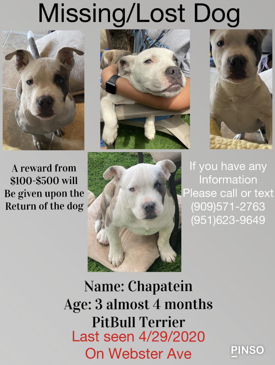 Image of Chapatein, Lost Dog