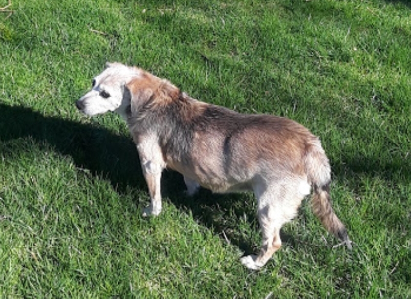 Image of Molly, Lost Dog