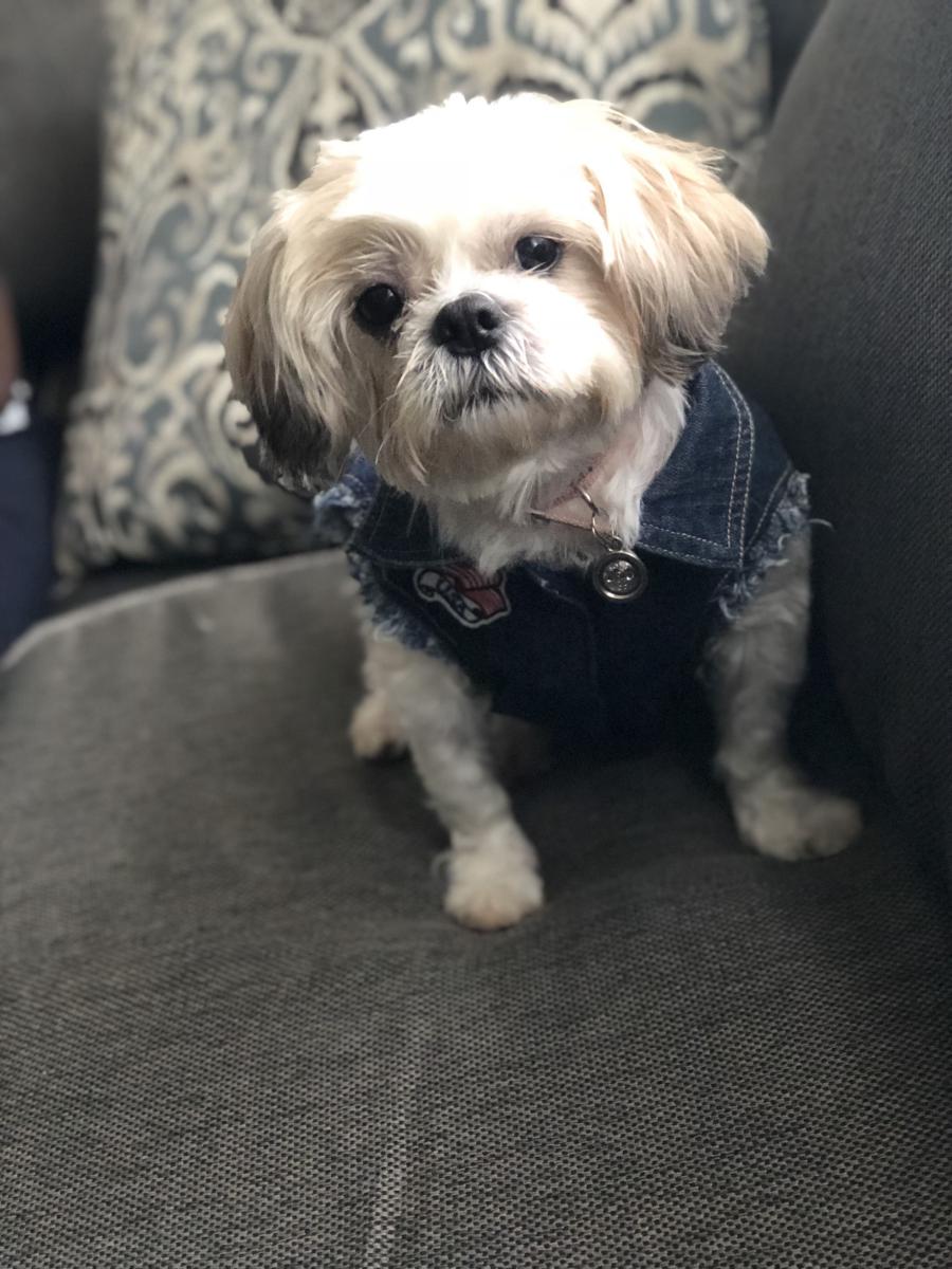 Image of Lulu, Found Dog