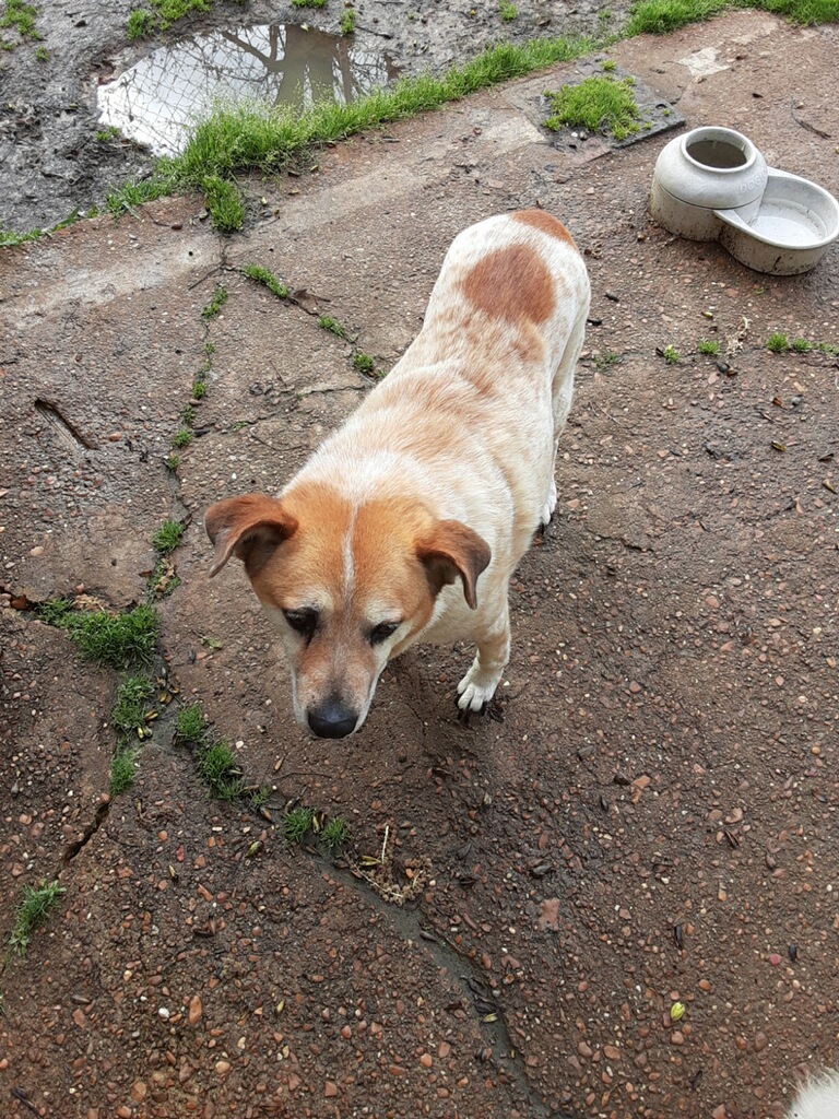 Image of Mahogany, Lost Dog