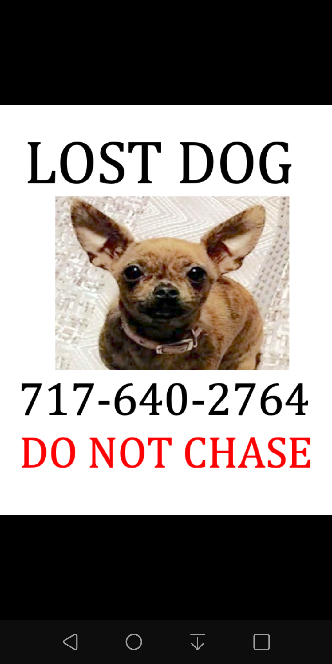 Image of Dixie Mae, Lost Dog