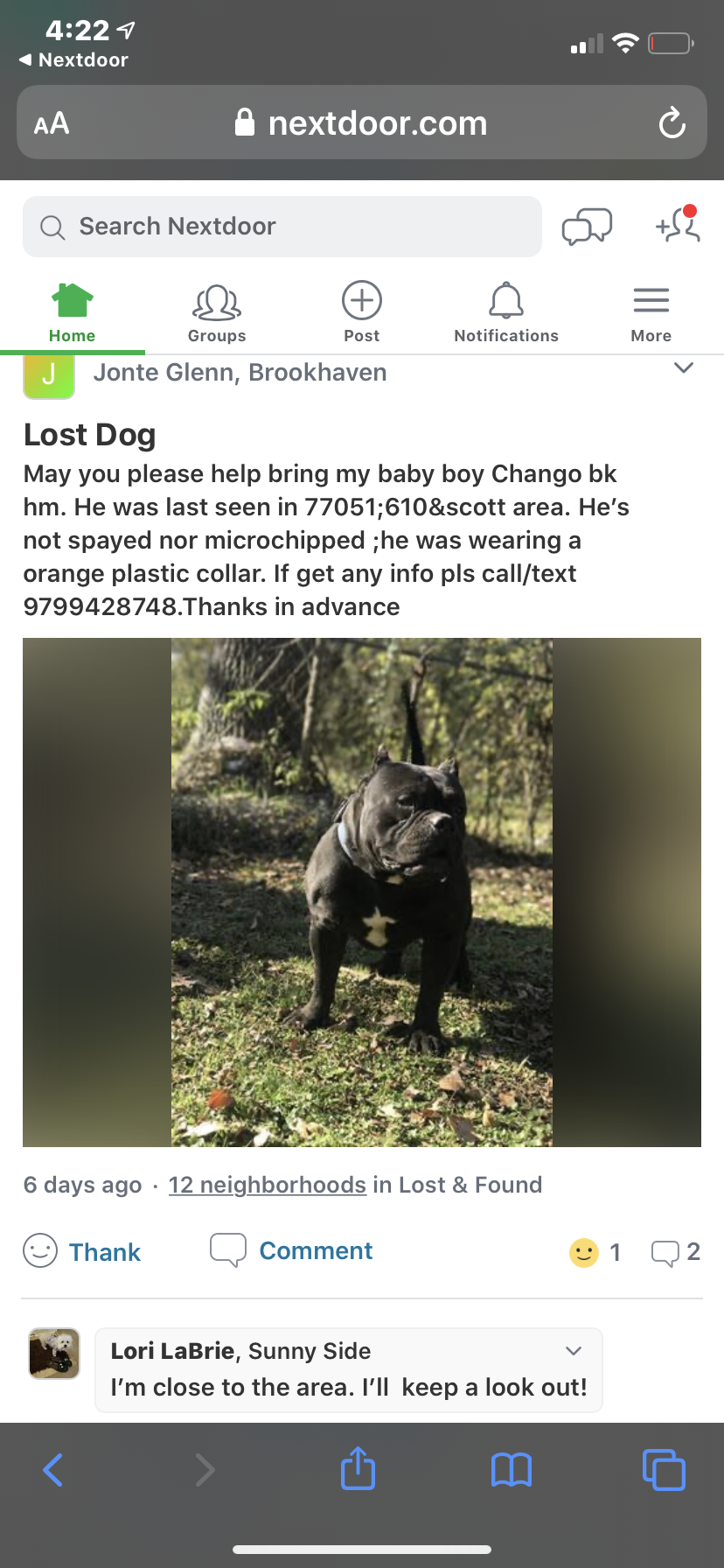 Image of Chango, Lost Dog