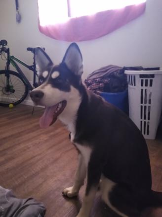 Image of Aria, Lost Dog