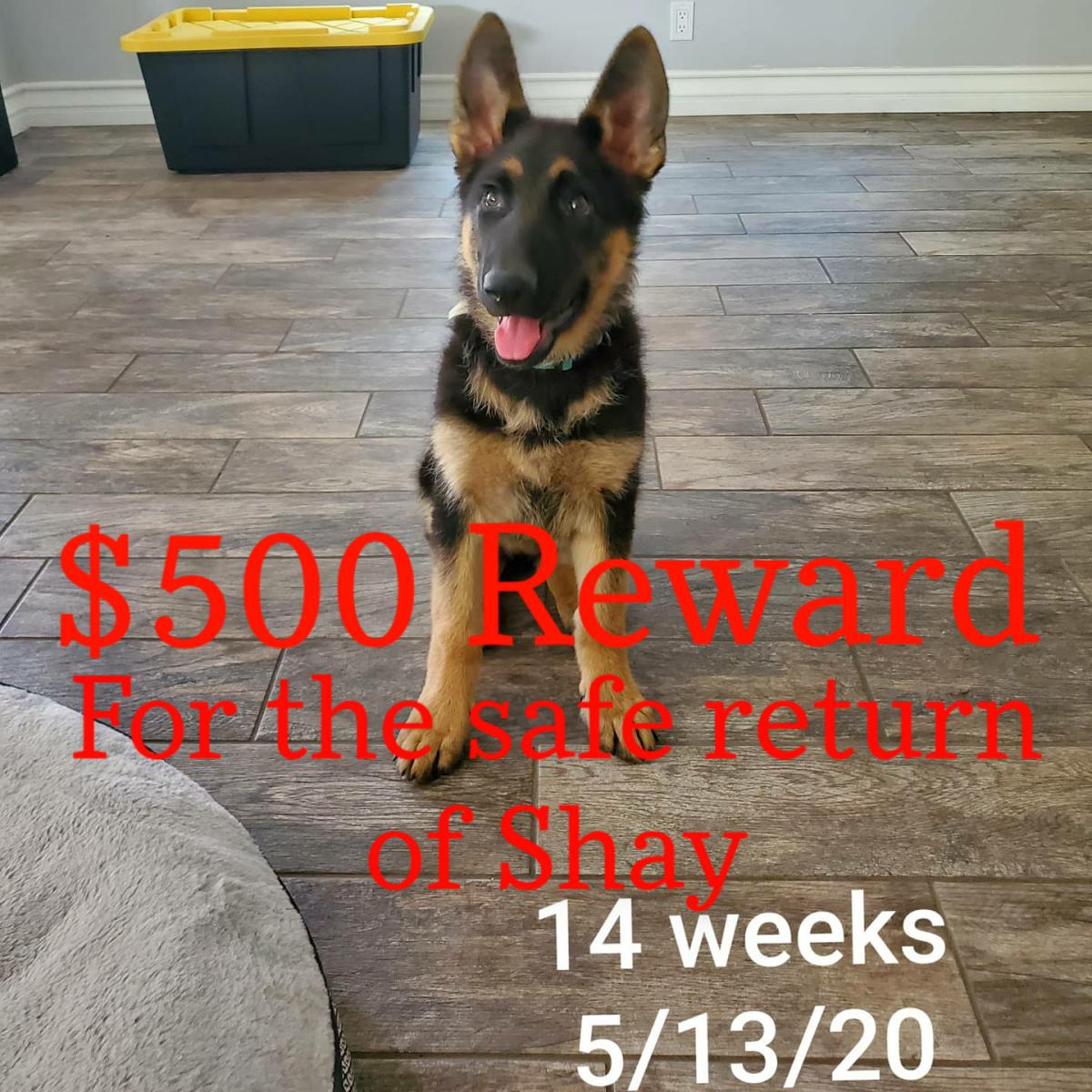 Image of SHAY, Lost Dog