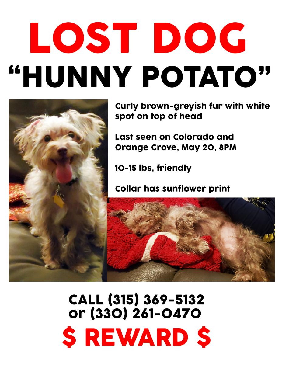 Image of Hunny Potato, Lost Dog