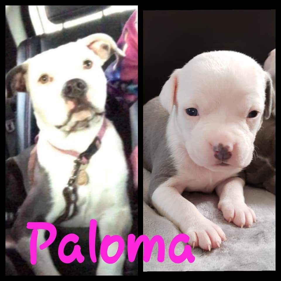 Image of Paloma, Lost Dog