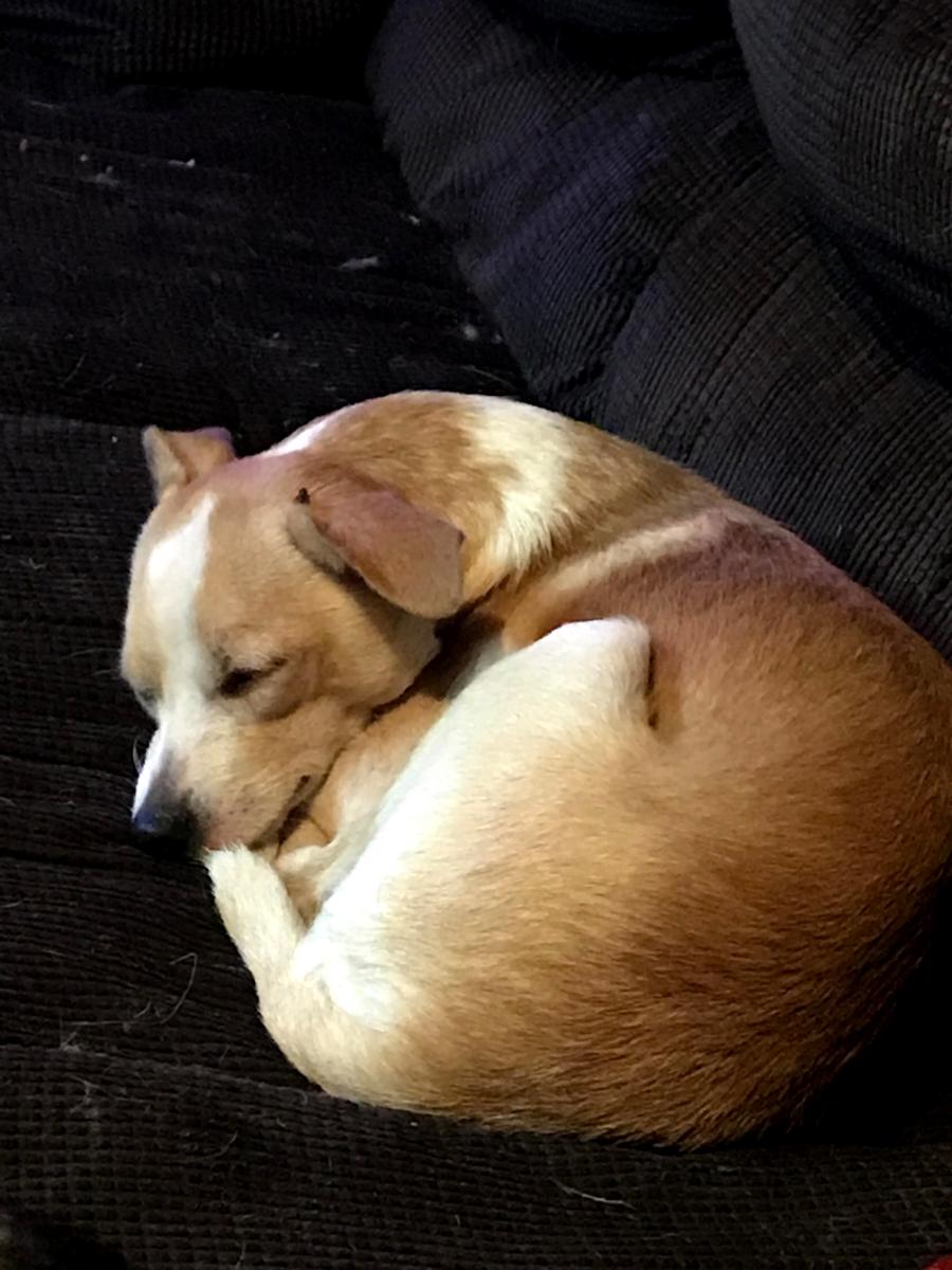 Image of Little guy, Lost Dog