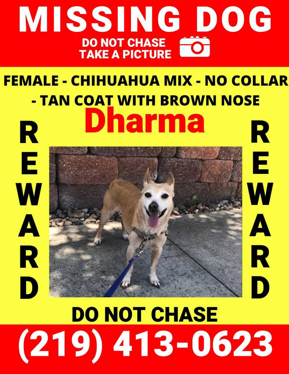 Image of Dharma, Lost Dog