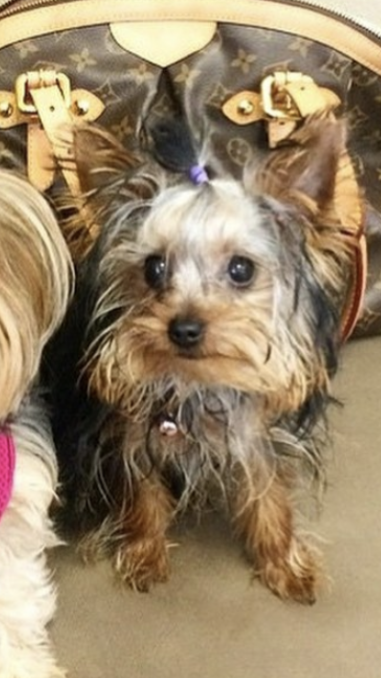 Image of Daisy boo, Lost Dog