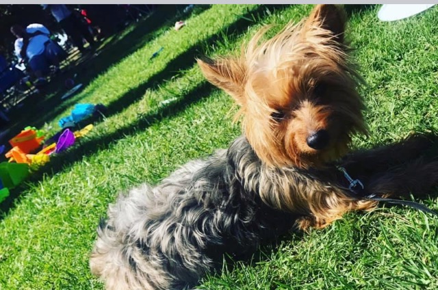 Image of Lexy, Lost Dog