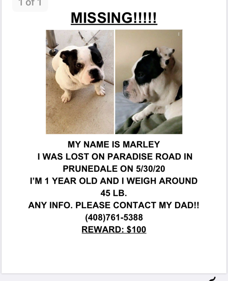 Image of Marley, Lost Dog