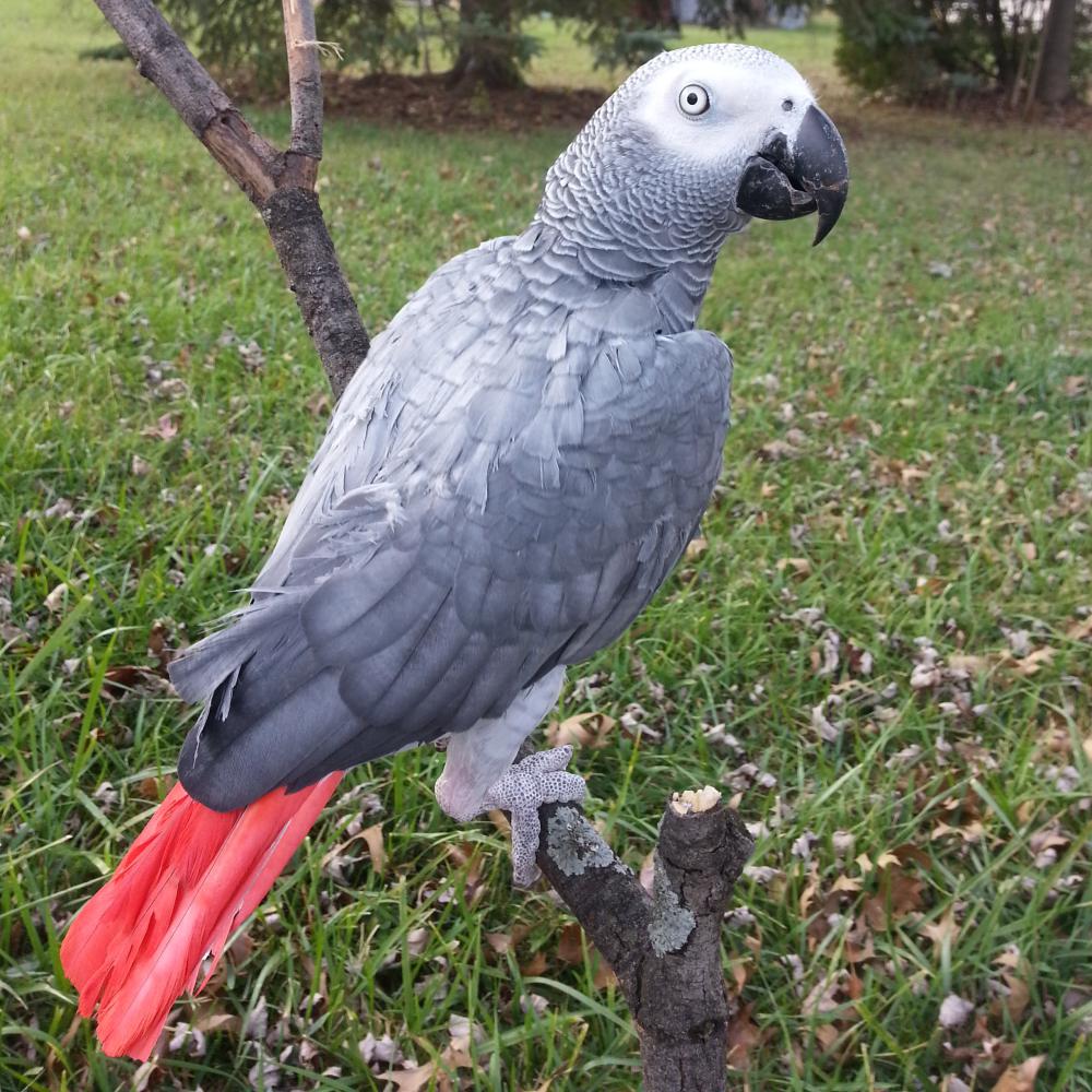 Image of Ruby, Lost Bird