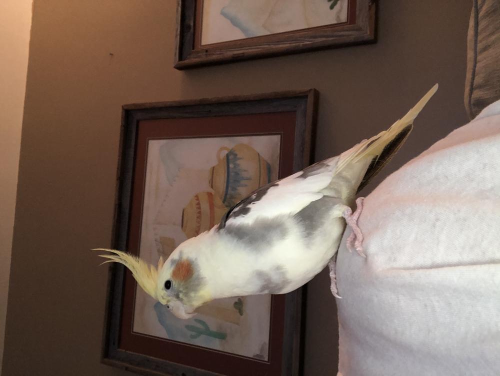 Image of Georgie, Lost Bird