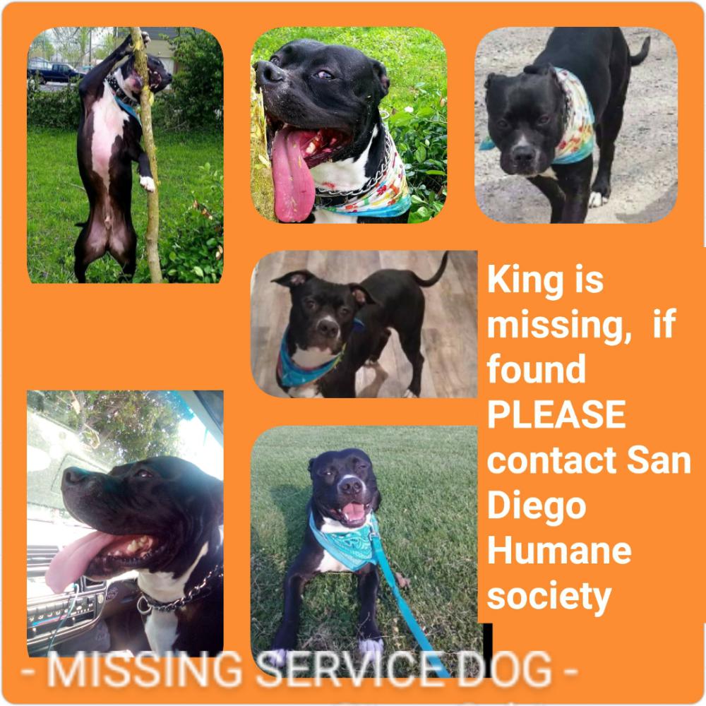 Image of King, Lost Dog